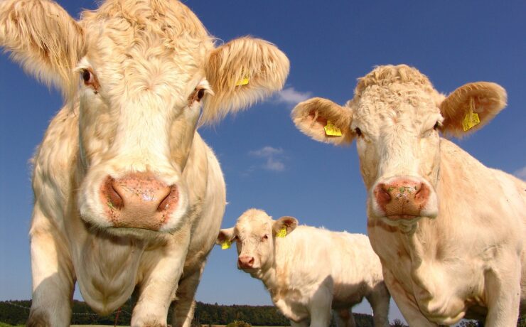 cows-1029077_1920-1 cows-1029077_1920-1